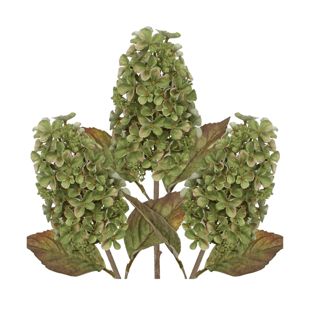 Three clusters of green hydrangea flowers with leaves on a white background.